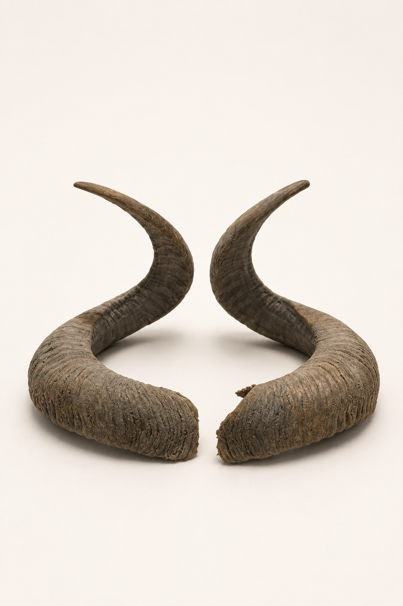 Ram Horn